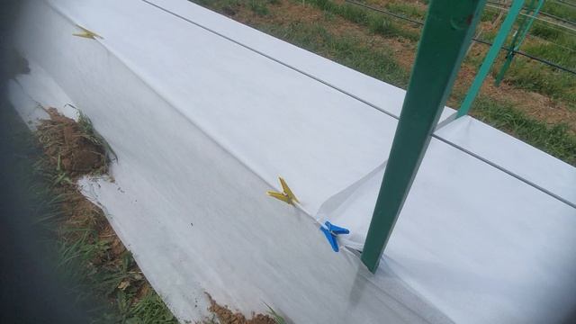 Укрытие винограда от весенних заморозков на двухпооскостной шпалере