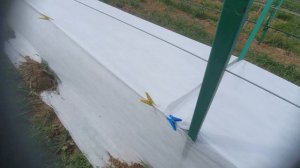 Укрытие винограда от весенних заморозков на двухпооскостной шпалере