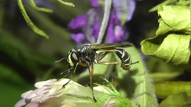 ИНСЕКТАРИЙ: 461. Вздутоголовка Красноногая (Physocephala Rufipes) 2V