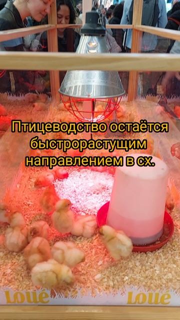 Современный тренд в птицеводстве