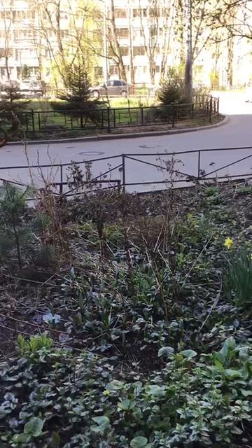 Санкт-Петербург Весенний.  20.04.2026. Проспект Энгельса. Цветы у дома. Эпизод 3