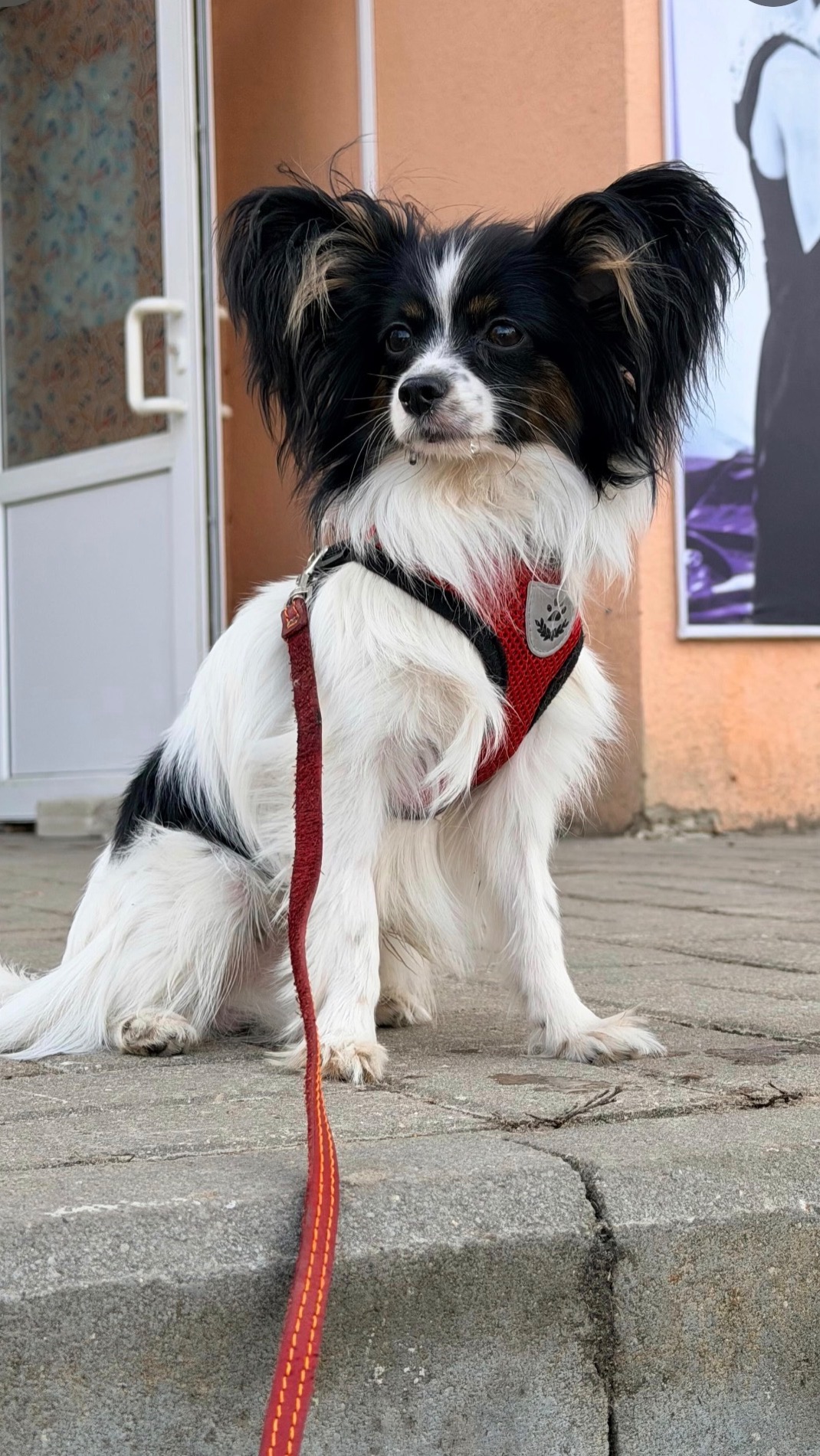 Подготовка к первой выставке собак.