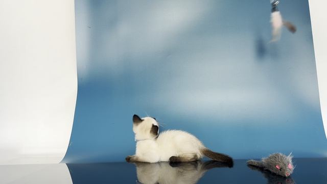 Тайский котик Ulrich Gamlet, 1,5 месяца