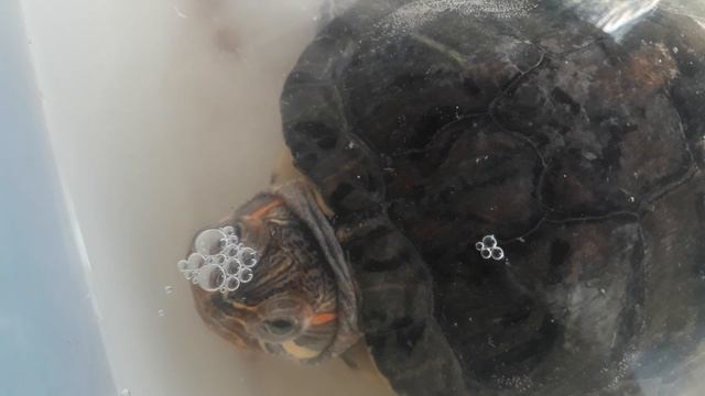 Черепаха ищет золотой ключ от Рутуб