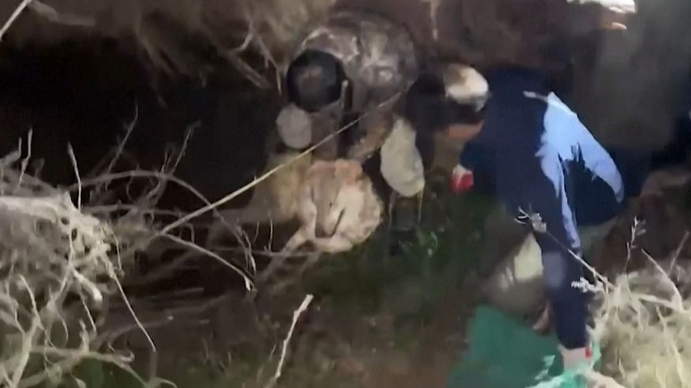 Сбежавшего из зоопарка в Южной Корее волка по кличке Ныкку вернули обратно