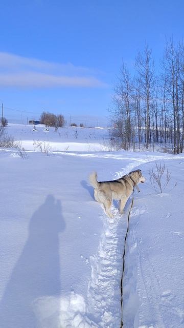 Якуб 31 января. Морозы и горы снега - всё, что нужно для Кубика