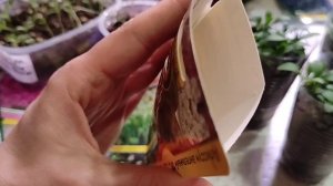 Сезон 2026 , Рассада цветов ( 20 апреля)