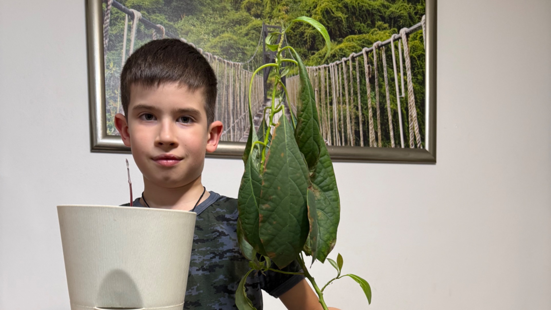 Как вырастить авокадо из косточки 🥑