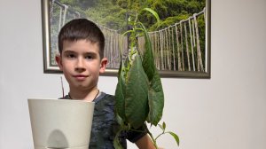 Как вырастить авокадо из косточки 🥑