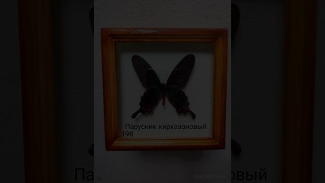 моя коллекция