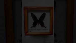 моя коллекция