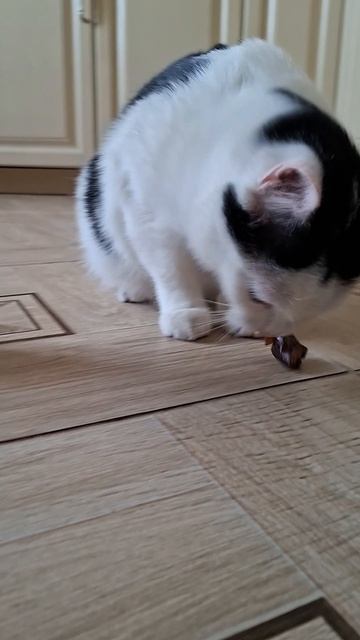 Роки ест финики