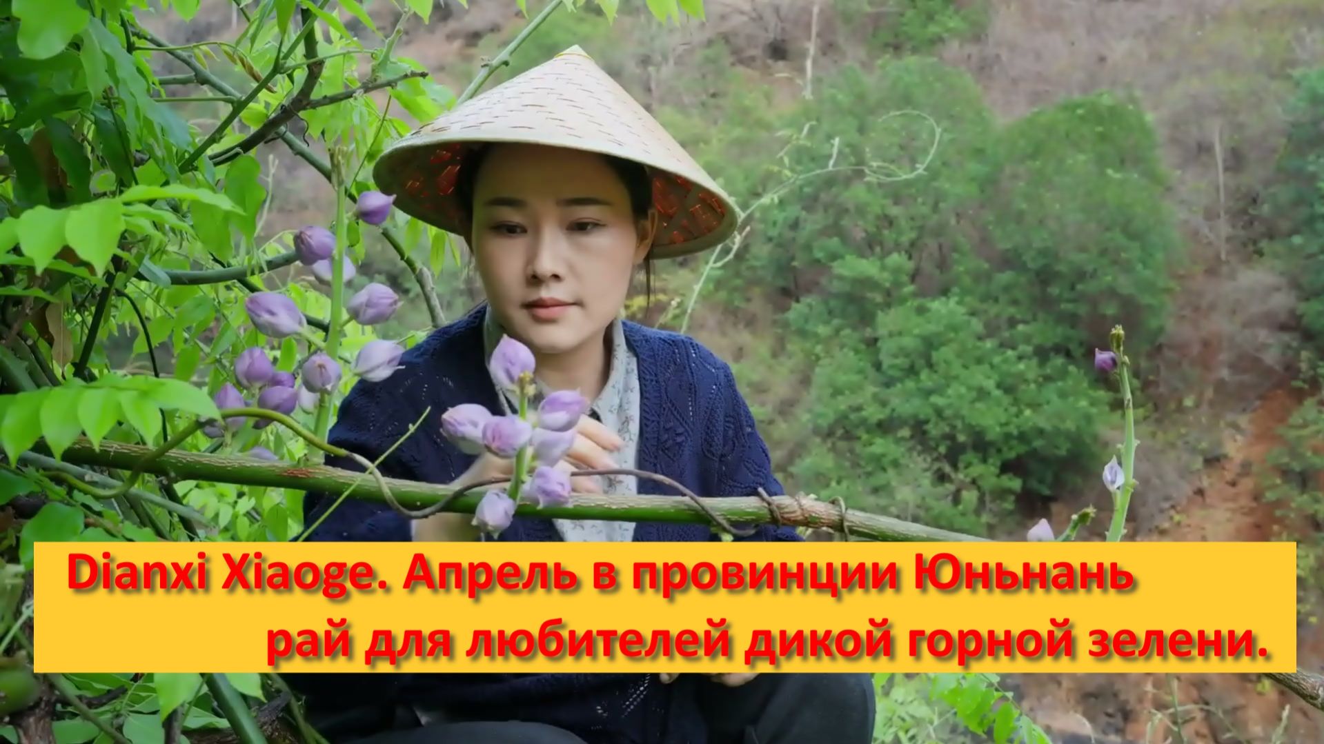 Dianxi Xiaoge. Китай. Апрель в провинции Юньнань — рай для любителей дикой горной зелени.