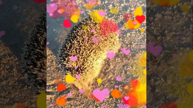 Petal_20260420_142107.mp4