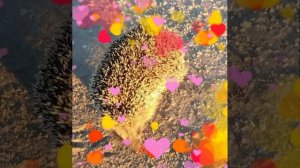 petal_20260420_142107.mp4