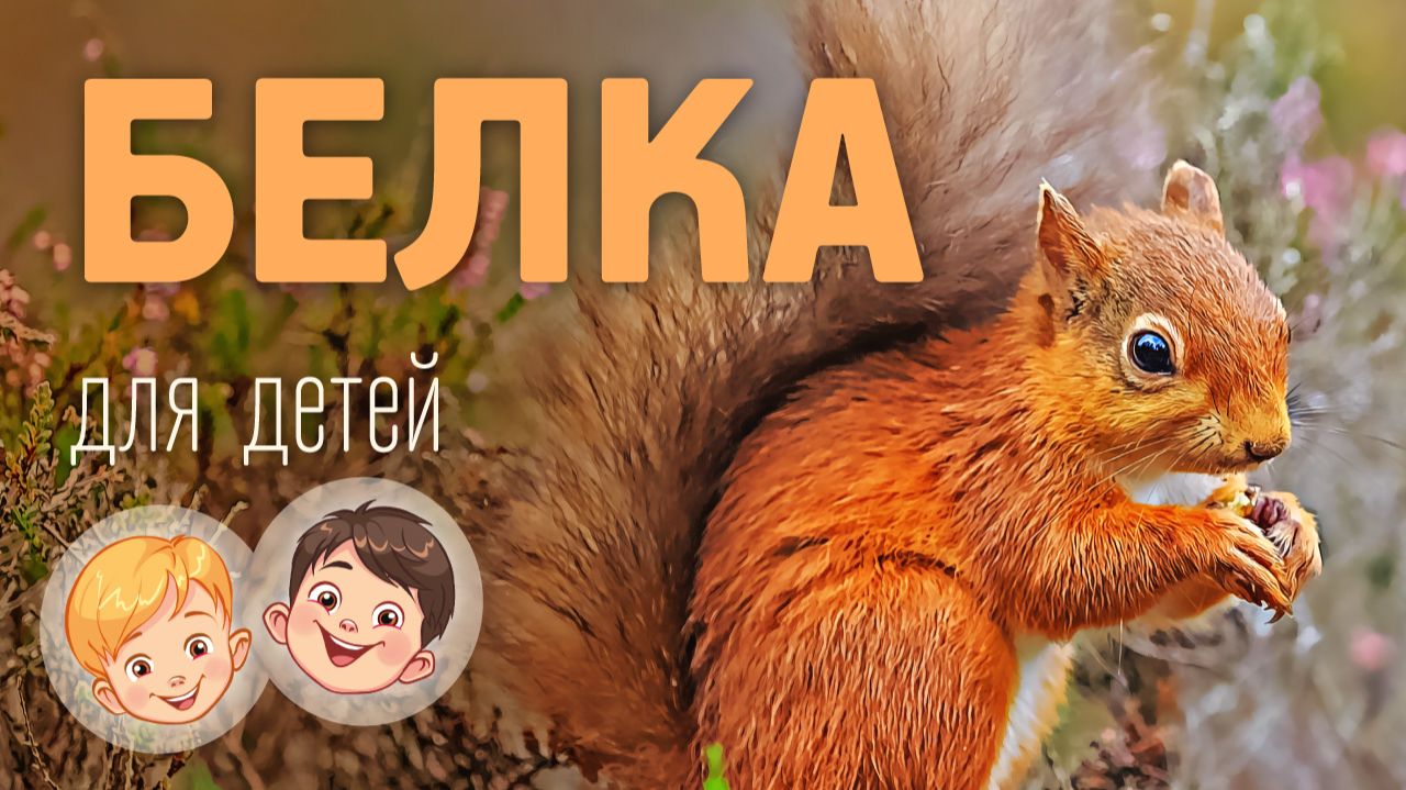 Белка. Видео про животных для детей 3+