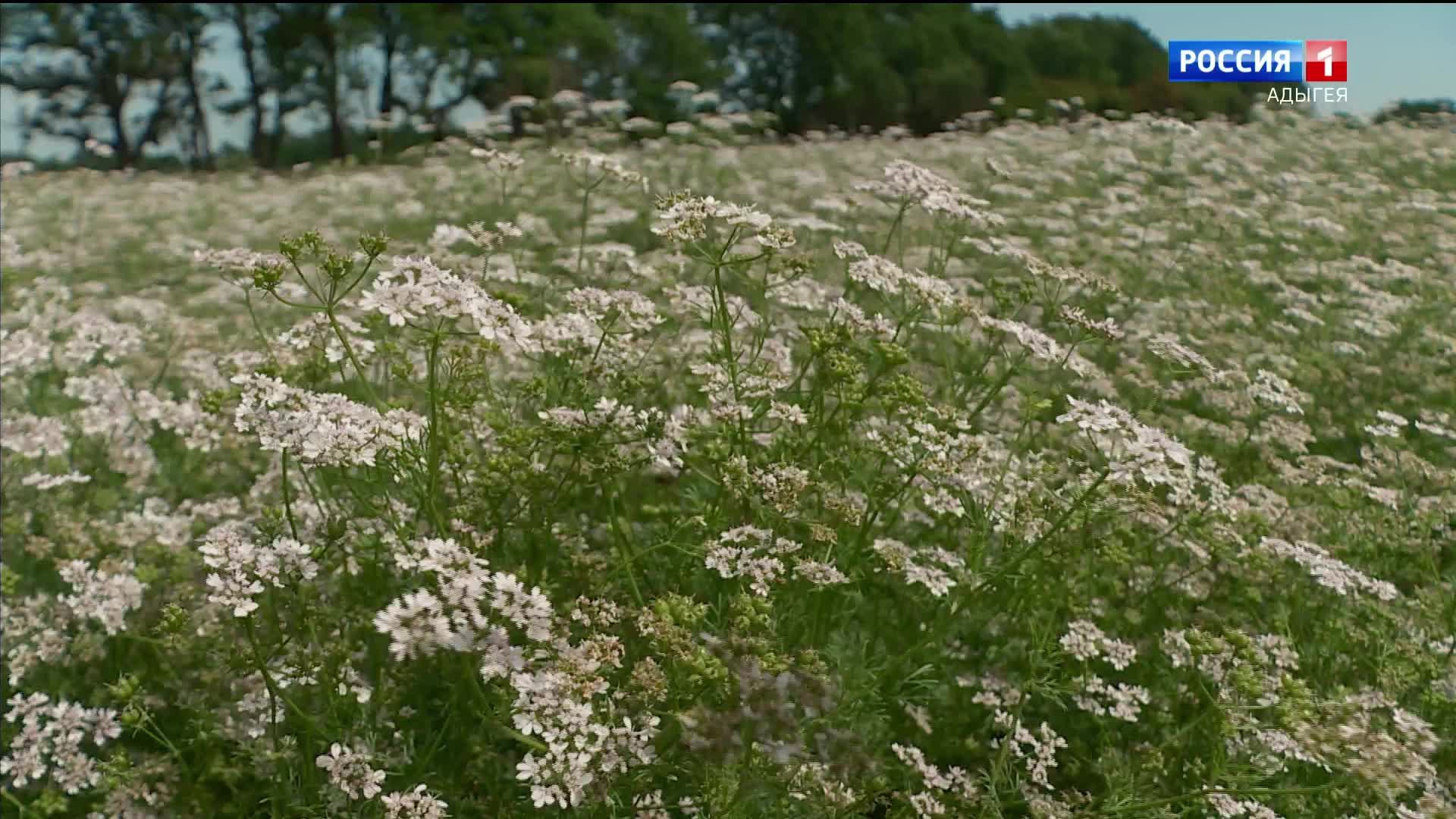 11.30 – «Вести. Адыгея» от 20.04.2026г.