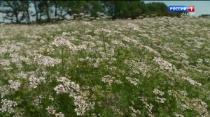 11.30 – «Вести. Адыгея» от 20.04.2026г.