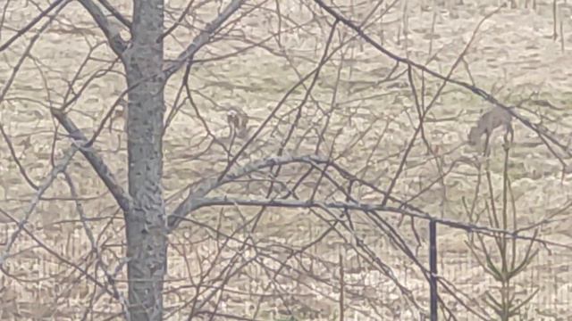 косули 20.04.26