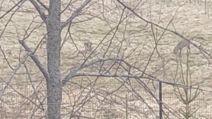 косули 20.04.26