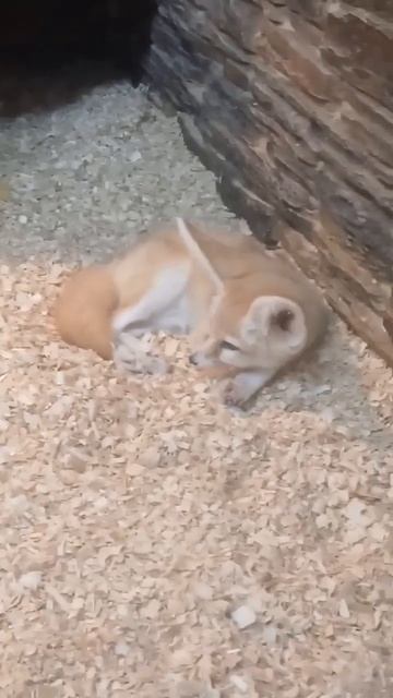 фенеки такие милые!!!!!!!!