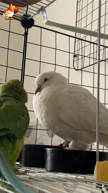 Зеленый попугай и белый голубь (11)