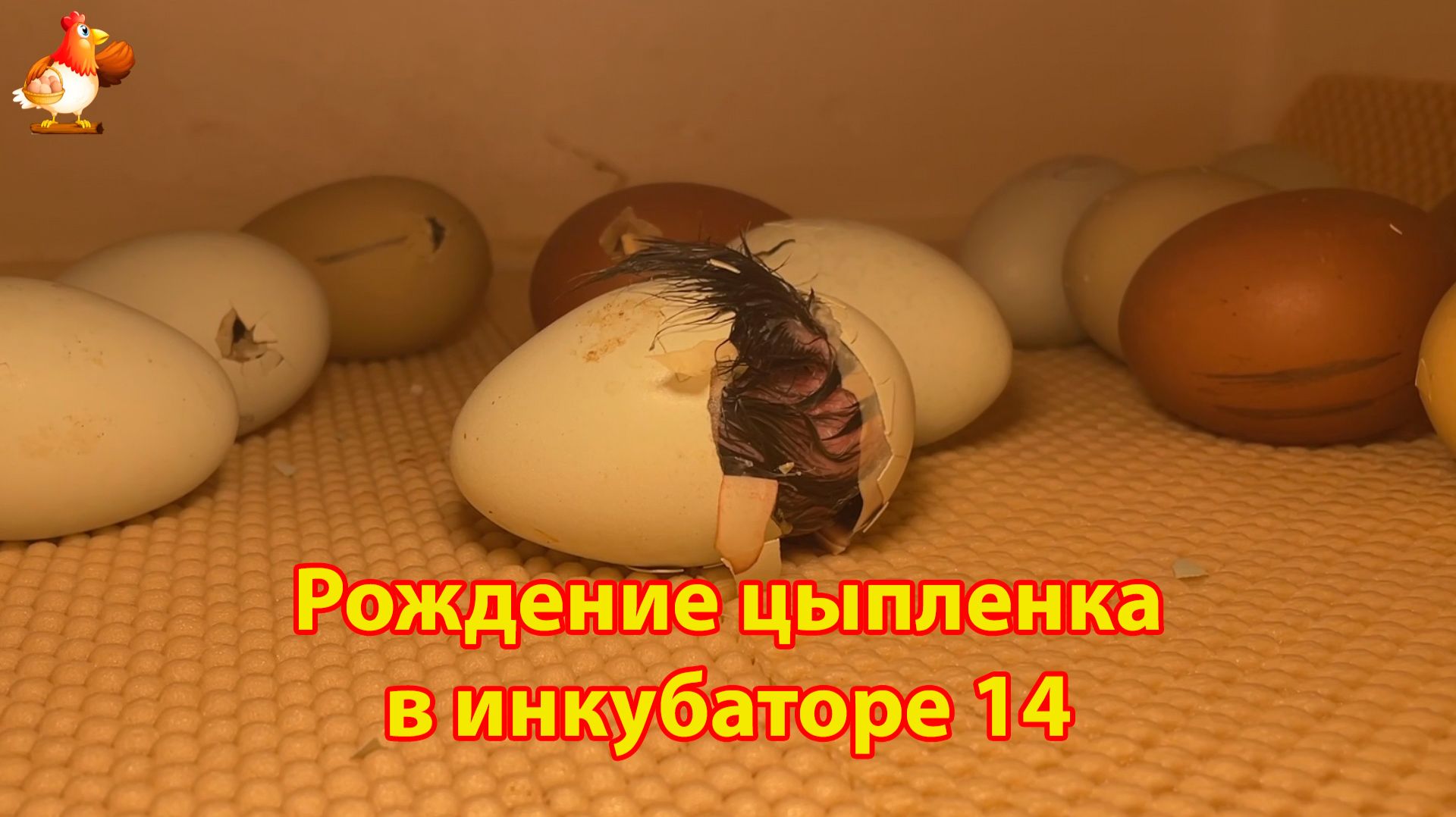 Рождение цыпленка за 5 минут в инкубаторе 14