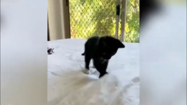 ТОП СМЕШНЫХ ВИДЕО с котиками и собачками🥰попробуй не рассмеяться 🤣😂🤣