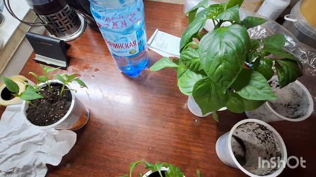 Мои баклажаны, перцы. Огород на окнах.