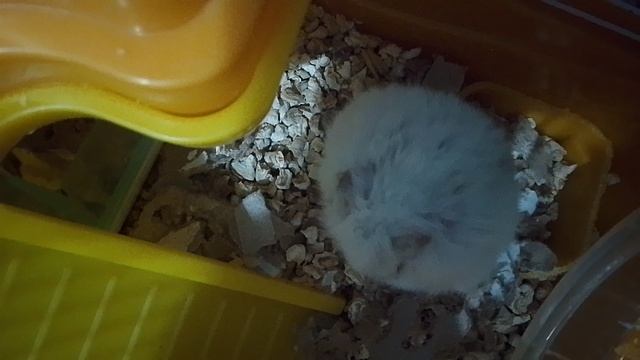 забавы хомяка часть 4