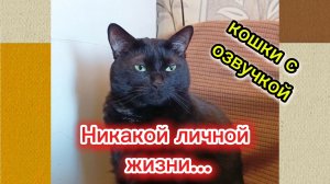 КОШКИ С ОЗВУЧКОЙ. Никакой личной жизни.