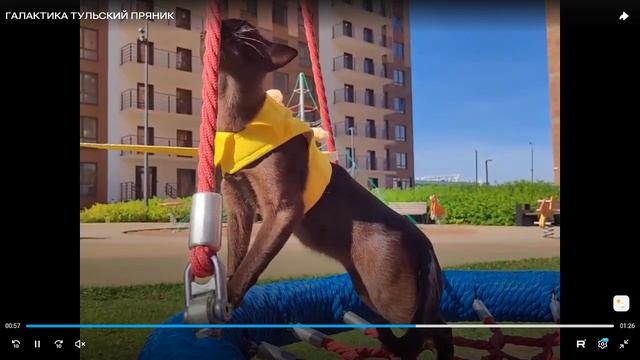 Котята питомника кошек ТУЛЬСКИЙ ПРЯНИК