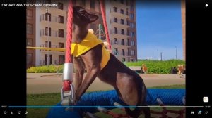 Котята питомника кошек ТУЛЬСКИЙ ПРЯНИК