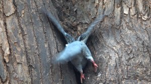 Белки и голуби. Зарисовка