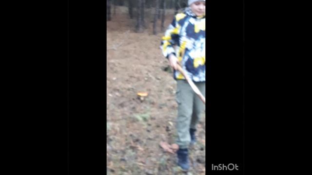 едем в лес .