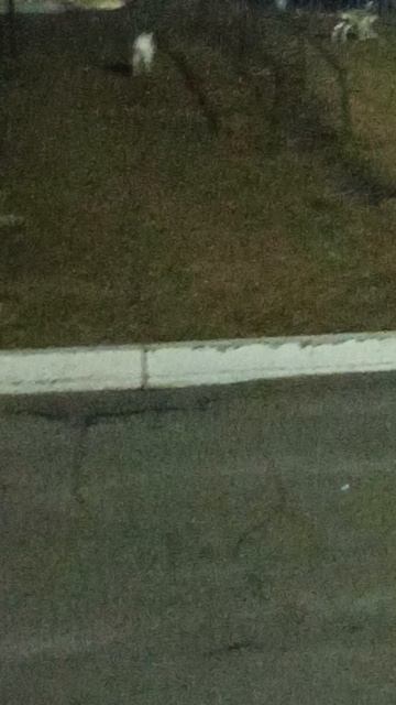 Ночные гости