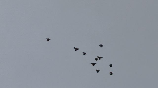 20.04.2026.Безкружные голуби, Чуманова Виталия.