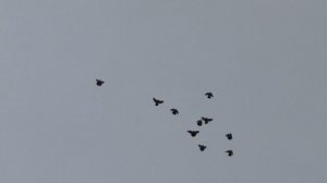 20.04.2026.Безкружные голуби, Чуманова Виталия.