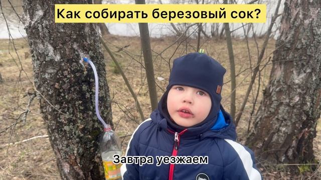 Как самому собрать березовый сок