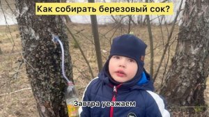 Как самому собрать березовый сок