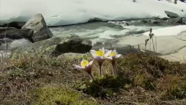 014▪️Весна, подснежники, река▪️Футажи ▪️Красивая природа