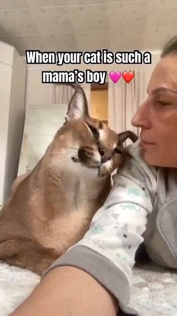 Мой кот — настоящий маменькин сынок, обожаю