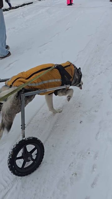 Джесс- собака спинальница. Бывшие хозяева отпускали ее на самовыгул, там ее и сбила машина...