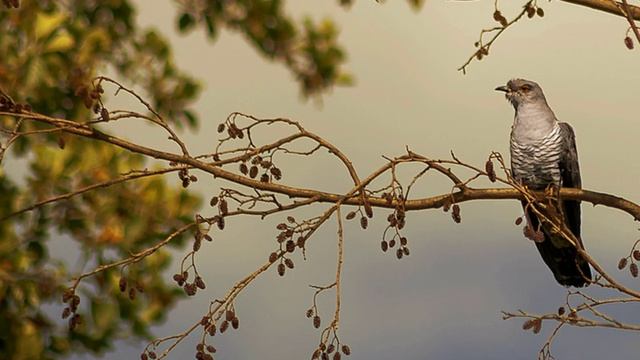 Павел Зибров - Кукушка