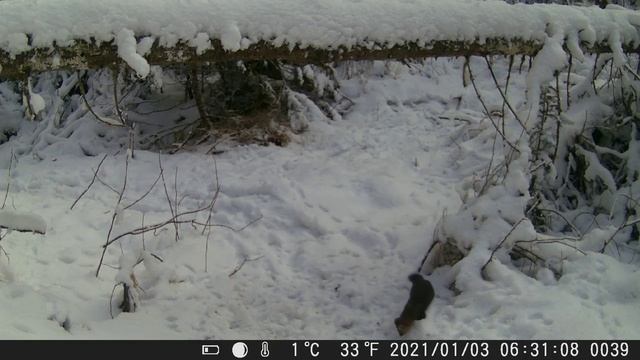 Видео от Красноярская тайга. Фотоловушки