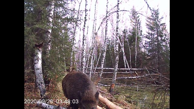 Жители леса