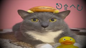 Kotiynet | RYTP ПУП