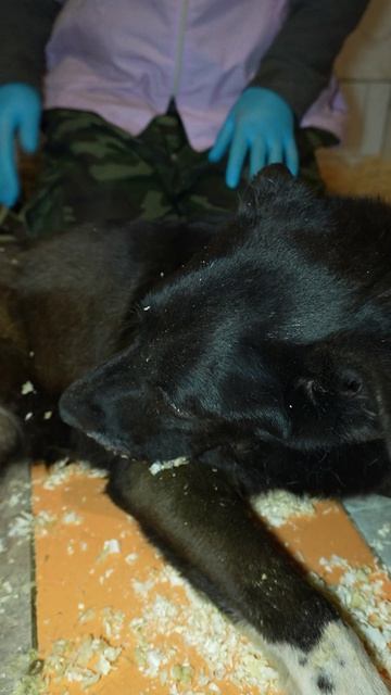 Сила духа Лизы: собака с тяжёлым диагнозом не теряет надежды