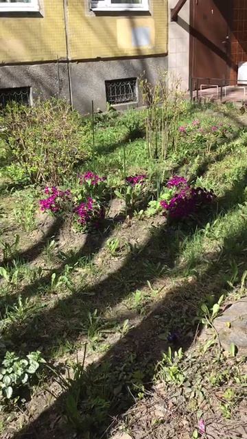 Санкт-Петербург Весенний.  20.04.2026. Проспект Энгельса. Цветы у дома. Эпизод 1