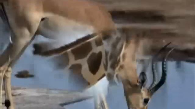 Владимир Высоцкий- Жираф Большой